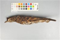 藏品(虎鶇)的圖片